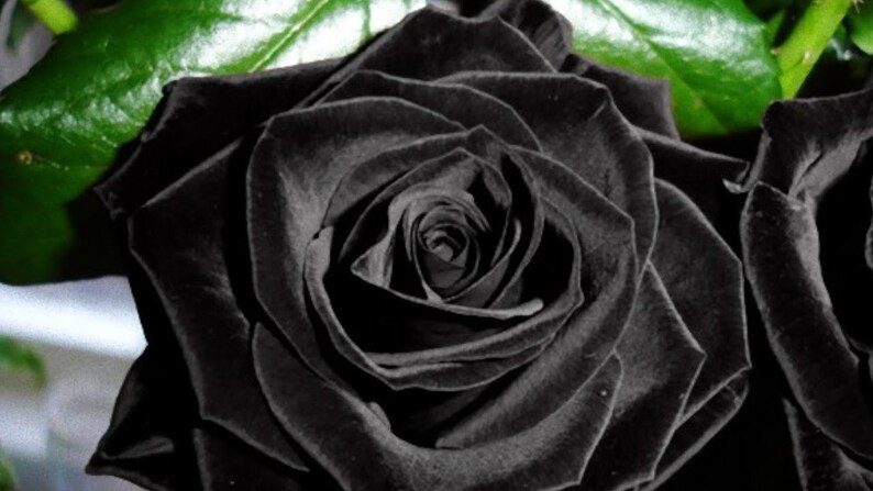 Black Rose
