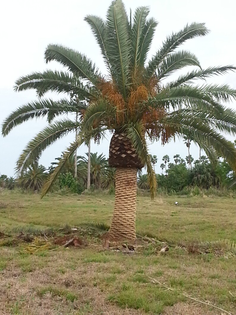 7 Fresh Exotic Palm Fruit Tree Seeds Phoenix Dactylifera Date Palm