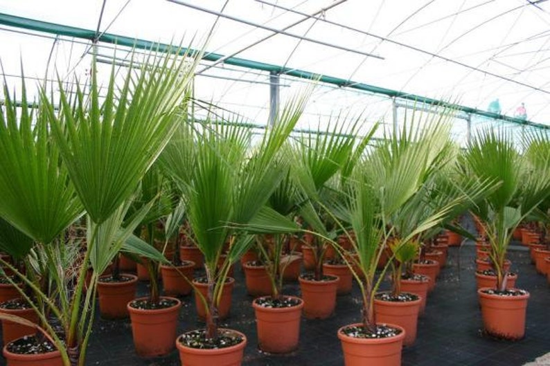 7 Fresh Exotic Palm Fruit Tree Seeds Phoenix Dactylifera Date Palm