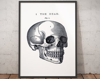 Human Skull Kraniometrie Diagramm - Science Printable. Sofortiger digitaler Download. Print Me At Home.