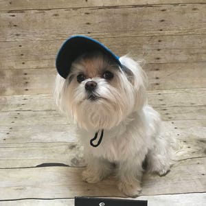 Puede incluir: Un peque&ntilde;o perro blanco con una gorra de b&eacute;isbol azul con una correa negra. El perro est&aacute; sentado en una superficie de madera marr&oacute;n claro. Un letrero negro con texto blanco dice "Sassy Stitches".