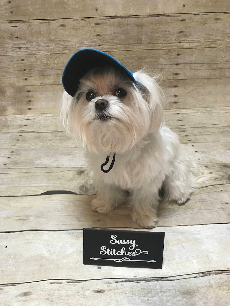 Puede incluir: Un peque&ntilde;o perro blanco con una gorra de b&eacute;isbol azul con una correa negra. El perro est&aacute; sentado en una superficie de madera marr&oacute;n claro. Un letrero negro con texto blanco dice "Sassy Stitches".