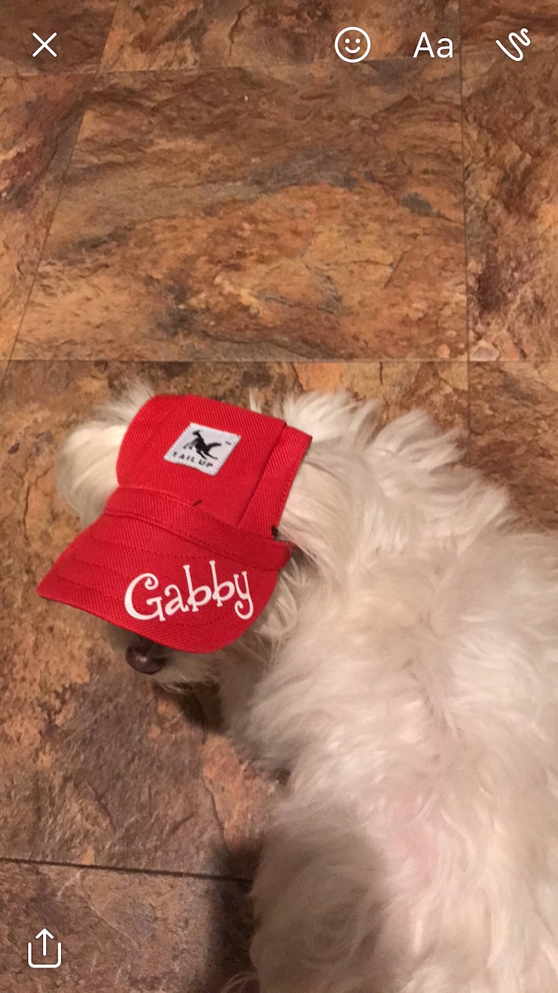 Puede incluir: Un perro blanco con una gorra de b&eacute;isbol roja con el texto "Gabby" bordado en la parte delantera. La gorra tiene un parche negro con una silueta de dinosaurio y el texto "Tail Up" en &eacute;l.