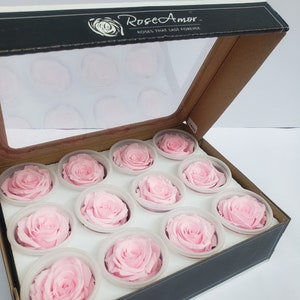 Small (mini) 12 count Rose Amor Luxury Ecuadorian Preserved Roses