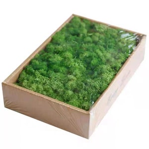 Preserved Green Reindeer Moss 1  Lbs.