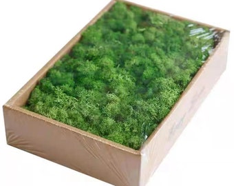 Preserved Green Reindeer Moss 1  Lbs.