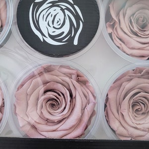 Blush Preserved Rose Six Packs image 4