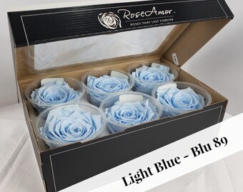 Preserved Rose Six Packs in Light Blue