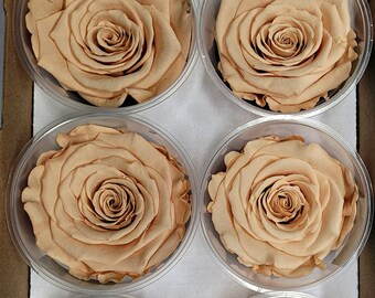 Preserved Rose Six Packs in Nude