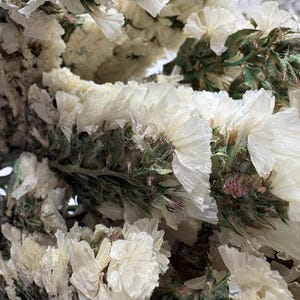 Dried White Statice or Limonium Flowers for making Arrangement – 20 Inch Bunches
