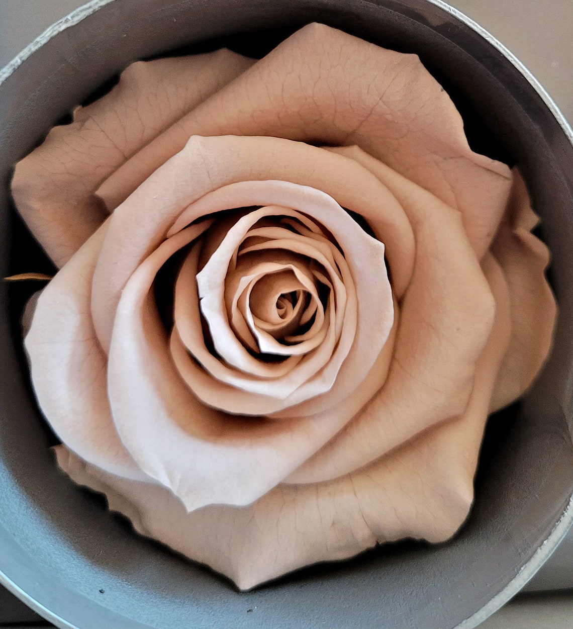 Nude preserved roses by Verdissimo standard six pack | Etsy