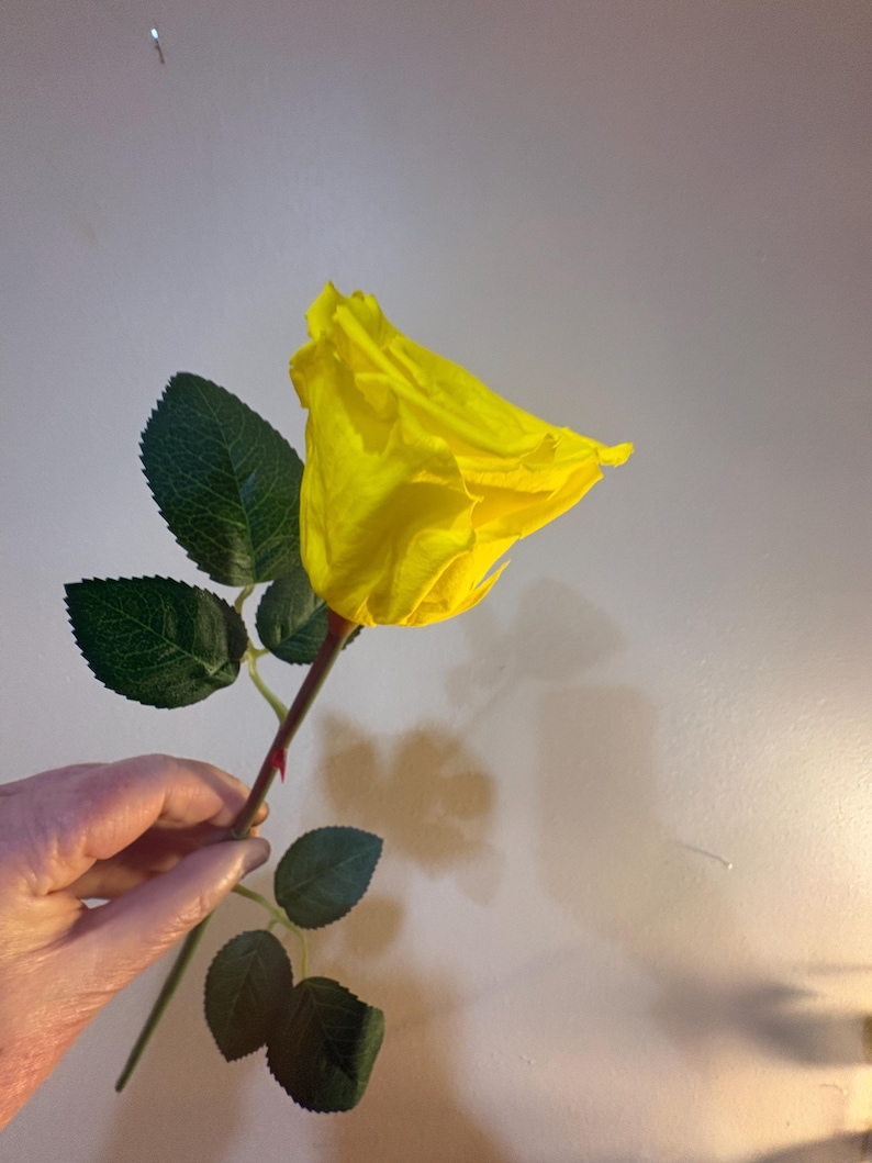May include: A single yellow rose with green leaves and a brown stem. The rose is in full bloom, with its petals tightly furled. The leaves are a deep green, and the stem has small thorns. The rose is held against a neutral background.