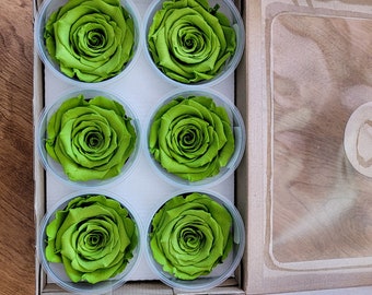 Preserved Rose Six Packs in Matcha Green