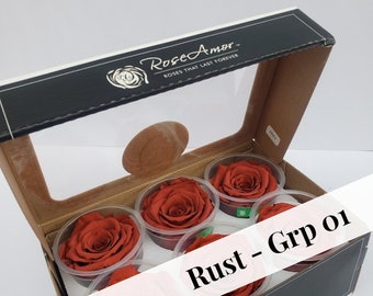 Rose Amor Luxury Ecuadorian Preserved Rose Six Packs in Rust