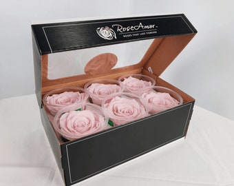 Pink Preserved Rose Six Packs