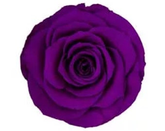 Purple Preserved Rose Six Packs