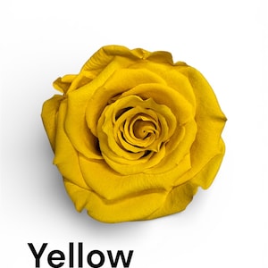 Preserved Rose Six Packs in Size L, Make Your Own Centerpieces and ...