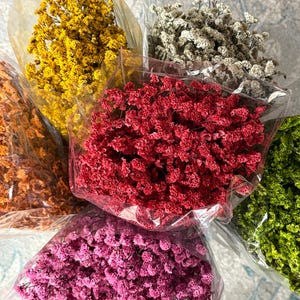 May include: A collection of six bouquets of dried baby's breath flowers, each wrapped in clear plastic. The flowers are dyed in vibrant shades of yellow, white, red, orange, pink, and green, arranged in a circular pattern with small blossoms.