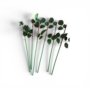 May include: Several artificial rose stems with green leaves and thorns are arranged on a white surface. The stems are a light green color, transitioning to a reddish-brown where the leaves and thorns are attached.