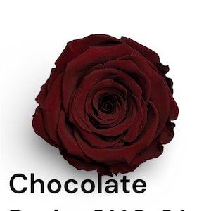 Preserved Rose Six Packs in Size L, Make Your Own Centerpieces and ...