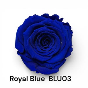 Preserved Rose Six Packs in Size L, Make Your Own Centerpieces and ...