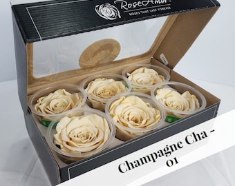 Champagne Luxury Ecuadorian Preserved Rose Six Packs