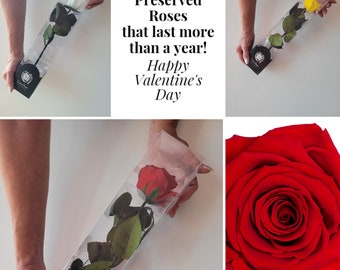 Luxury Ecuadorian Preserved Rose on preserved stem perfect for Mother's Day