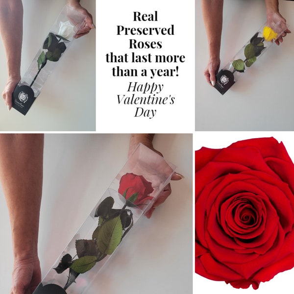 Luxury Ecuadorian Preserved Rose on preserved stem perfect for Mother's Day