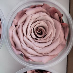 Blush Preserved Rose Six Packs image 5