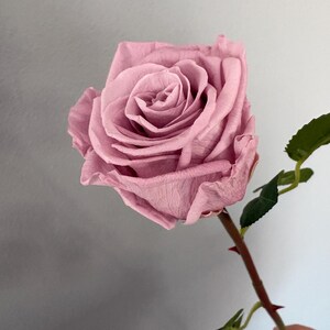 May include: A close-up of a single, dusty rose-colored rose in full bloom. The rose has many delicate petals and is attached to a stem with green leaves and thorns. The background is a light gray.