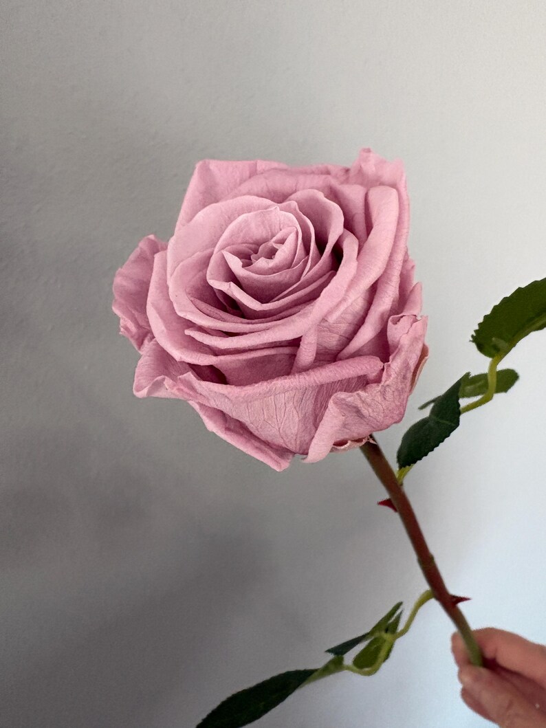 May include: A close-up of a single, dusty rose-colored rose in full bloom. The rose has many delicate petals and is attached to a stem with green leaves and thorns. The background is a light gray.