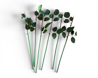 Plastic rose stems for preserved roses