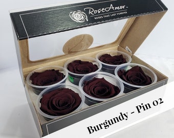 Rose Amor Luxury Ecuadorian Preserved Rose Six Packs in Burgundy