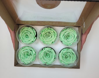 Preserved Rose Six Packs in Light Green