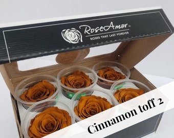 Ecuadorian Preserved Rose Six Packs in Cinnamon