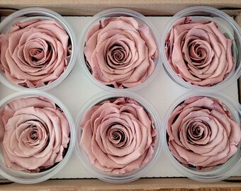 Blush Preserved Rose Six Packs