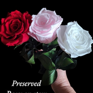Luxury Ecuadorian Preserved Rose on preserved stem