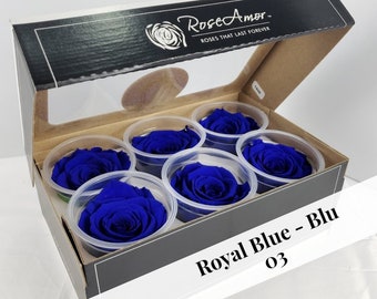 Preserved Rose Six Packs in Royal Blue