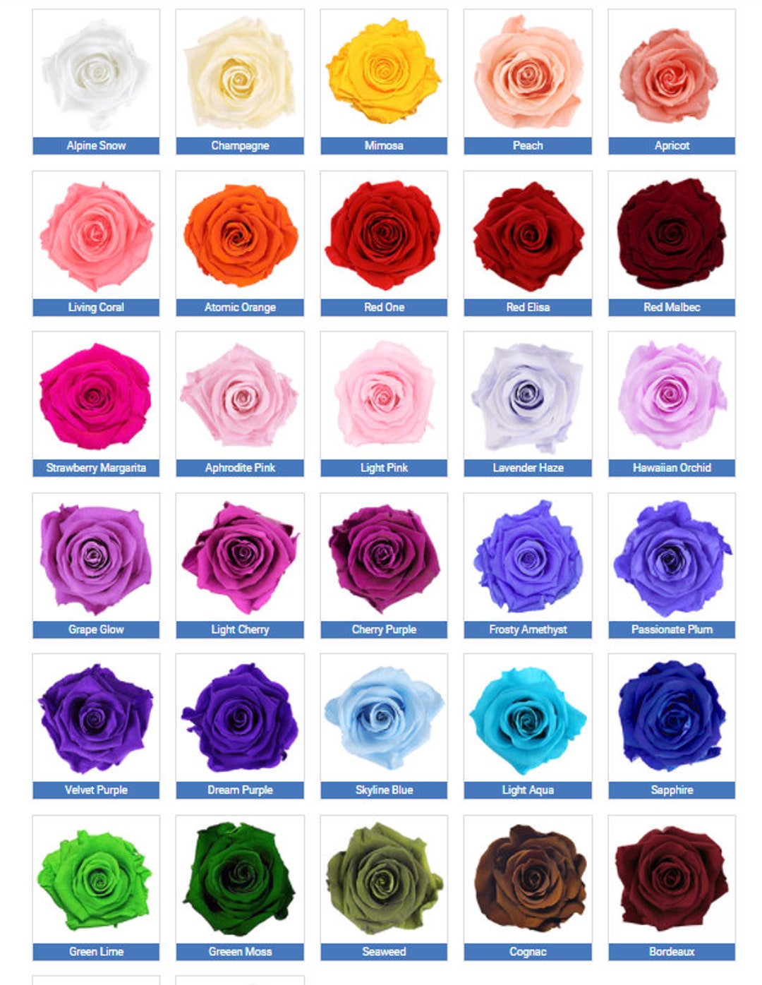 Wholesale Luxury Ecuadorian Preserved Rose Close Out Sale on - Etsy