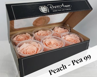 Preserved Rose Six Packs in Peach