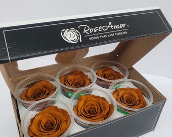 Ecuadorian Preserved Rose Six Packs in Cinnamon