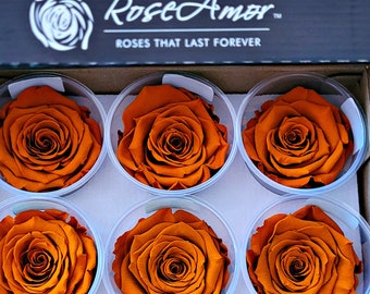 Ecuadorian Preserved Rose Six Packs in Clay