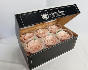 Light Peach Preserved Rose Six Packs