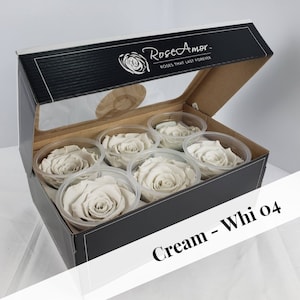 Cream Preserved Rose Six Packs