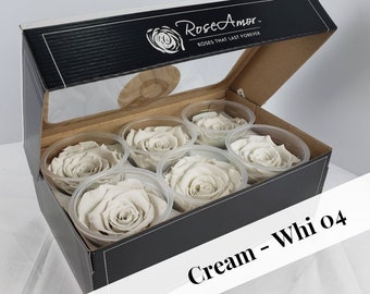 Cream Preserved Rose Six Packs