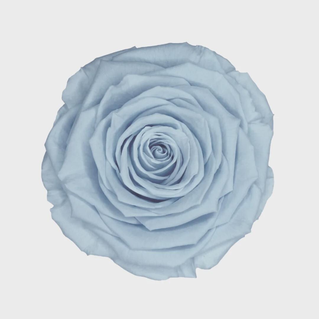 Light Blue Preserved Rose Six Packs - Etsy