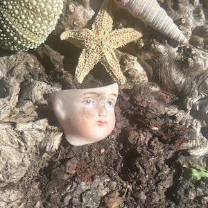 May include: A still life arrangement featuring a doll's head with painted blue eyes and red lips, a starfish, a sea shell, and a sea urchin. The objects are arranged on a textured, dark brown surface, possibly wood or bark, creating a rustic, beachy theme.