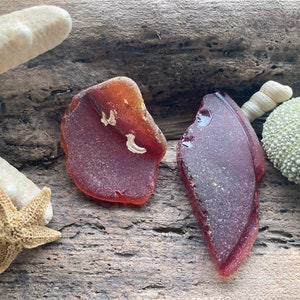 Pode incluir: Duas peças de vidro do mar em tons de vermelho e âmbar, com uma estrela do mar, um ouriço-do-mar e uma concha. Os objetos estão dispostos em um pedaço de madeira flutuante, criando um tema costeiro.