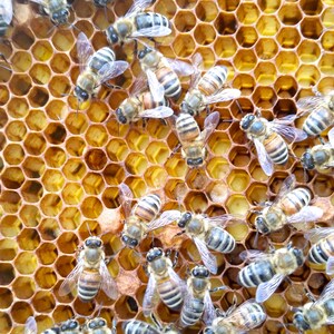 1/2 libbra di cera d'api biologica: cera naturale per candele, balsamo labbra e pellicola alimentare immagine 5