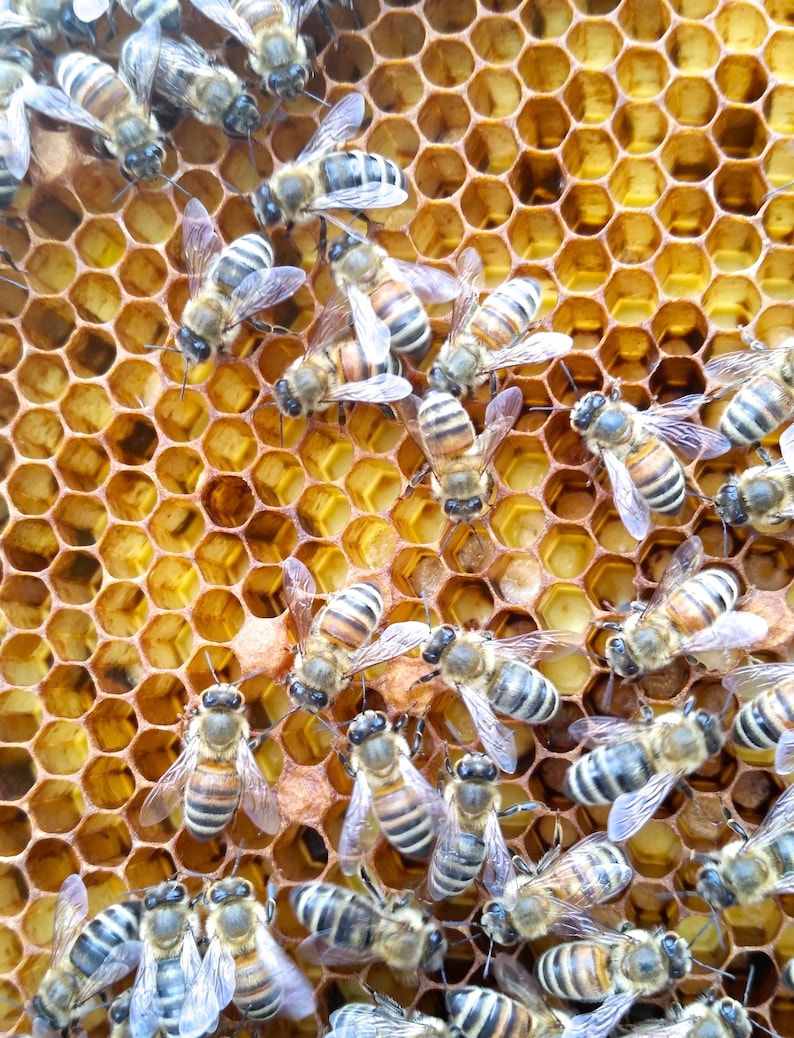1/2 libbra di cera d'api biologica: cera naturale per candele, balsamo labbra e pellicola alimentare immagine 5